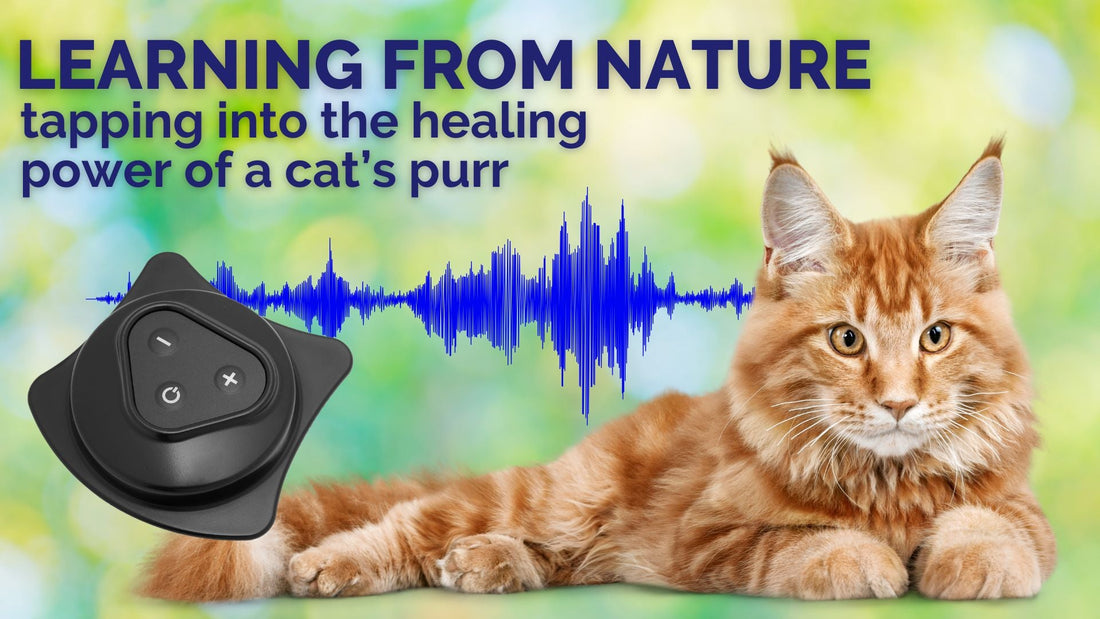 Healing Vibes from Whiskers to Wellness: What Cats Can Teach Us