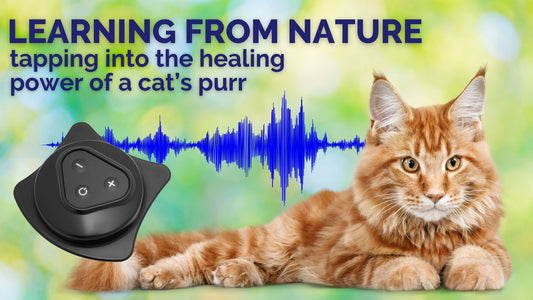 Healing Vibes from Whiskers to Wellness: What Cats Can Teach Us