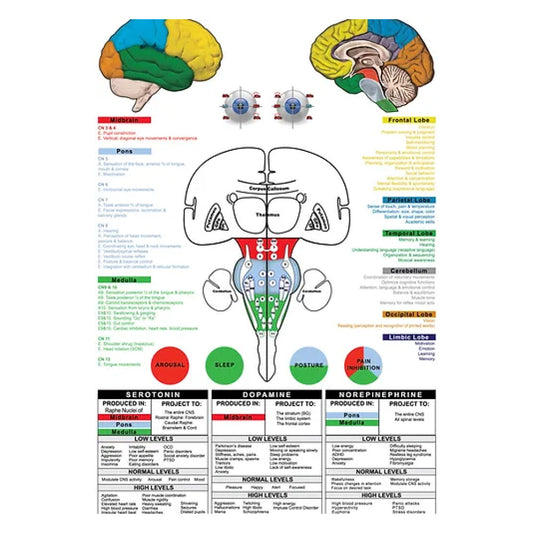 Brain Stem & Lobes of the Brain Dry Erase Poster