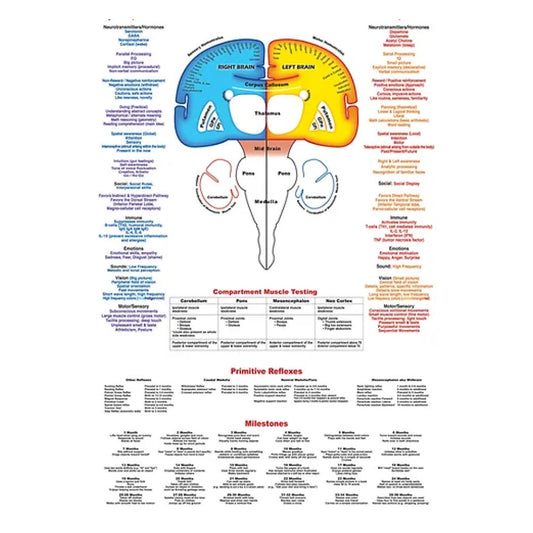 Brain Anatomy with Primitive Reflexes and Milestones Dry Erase Poster